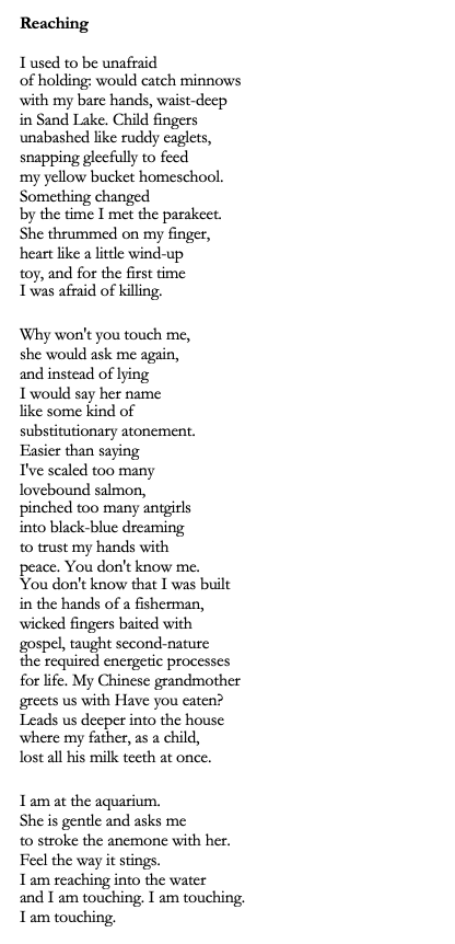 Title: Reaching

Poem: I used to be unafraid
of holding: would catch minnows 
with my bare hands, waist-deep 
in Sand Lake. Child fingers 
unabashed like ruddy eaglets, 
snapping gleefully to feed
my yellow bucket homeschool. 
Something changed
by the time I met the parakeet. 
She thrummed on my finger, 
heart like a little wind-up
toy, and for the first time
I was afraid of killing. 

Why won't you touch me, 
she would ask me again, 
and instead of lying
I would say her name
like some kind of 
substitutionary atonement. 
Easier than saying 
I've scaled too many
lovebound salmon,
pinched too many antgirls
into black-blue dreaming
to trust my hands with
peace. You don't know me.
You don't know that I was built 
in the hands of a fisherman, 
wicked fingers baited with 
gospel, taught second-nature
the required energetic processes 
for life. My Chinese grandmother 
greets us with Have you eaten? 
Leads us deeper into the house 
where my father, as a child, 
lost all his milk teeth at once. 

I am at the aquarium.
She is gentle and asks me
to stroke the anemone with her. 
Feel the way it stings.
I am reaching into the water
and I am touching. I am touching. 
I am touching. 

